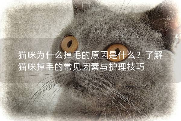 猫咪为什么掉毛的原因是什么？了解猫咪掉毛的常见因素与护理技巧