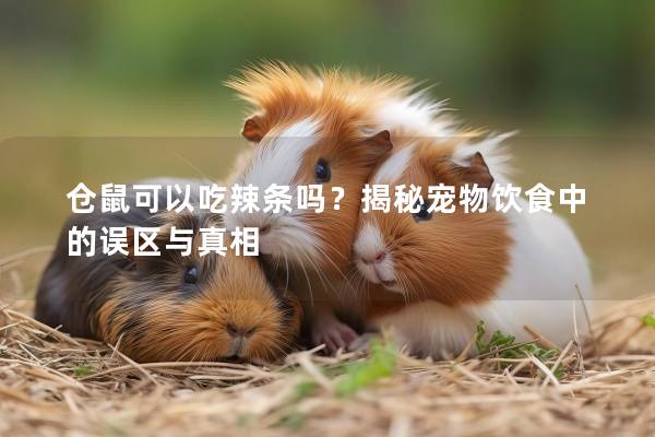 仓鼠可以吃辣条吗？揭秘宠物饮食中的误区与真相
