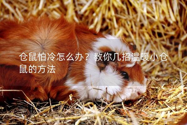 仓鼠怕冷怎么办？教你几招温暖小仓鼠的方法