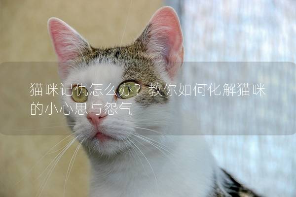 猫咪记仇怎么办？教你如何化解猫咪的小心思与怨气