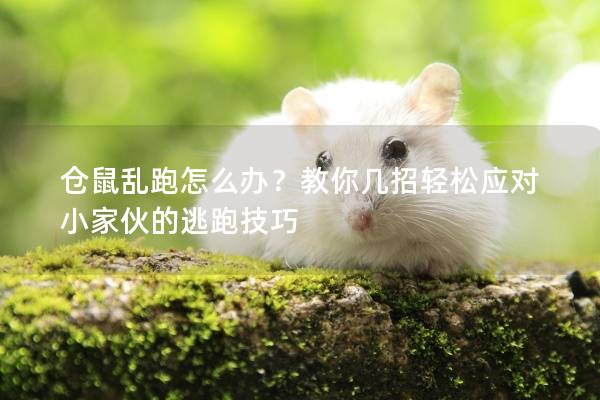 仓鼠乱跑怎么办？教你几招轻松应对小家伙的逃跑技巧