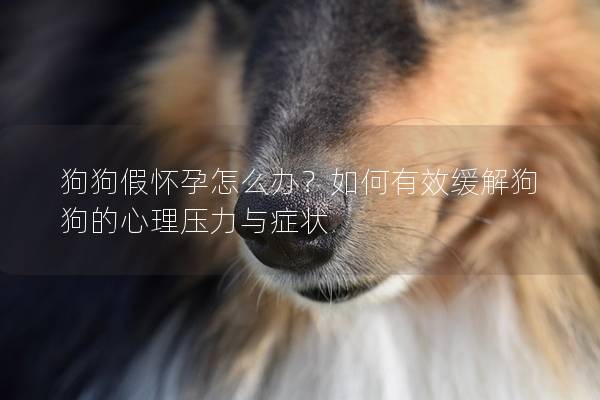 狗狗假怀孕怎么办？如何有效缓解狗狗的心理压力与症状