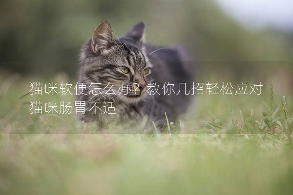猫咪软便怎么办?教你几招轻松应对猫咪肠胃不适 猫咪软便怎么办?教你几招轻松应对猫咪肠胃不适