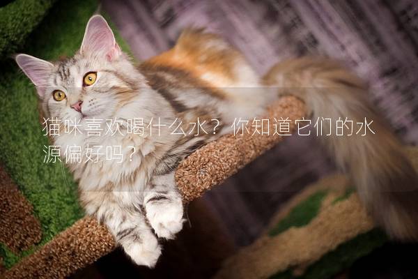 猫咪喜欢喝什么水？你知道它们的水源偏好吗？
