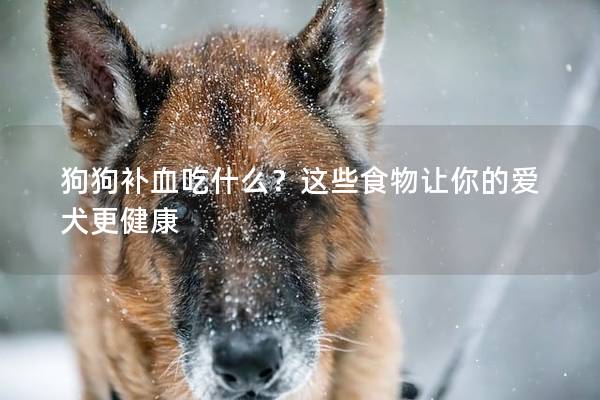狗狗补血吃什么？这些食物让你的爱犬更健康