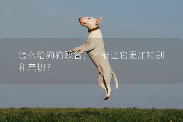 怎么给狗狗取名，才能让它更加特别和亲切？