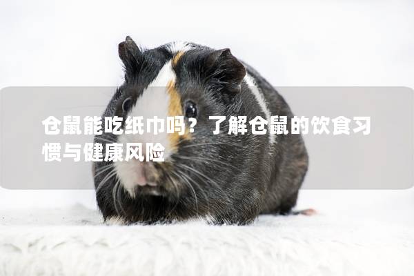 仓鼠能吃纸巾吗？了解仓鼠的饮食习惯与健康风险