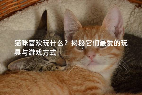 猫咪喜欢玩什么？揭秘它们最爱的玩具与游戏方式
