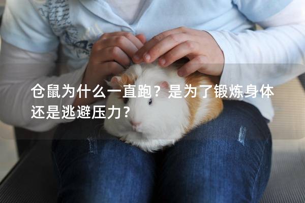 仓鼠为什么一直跑？是为了锻炼身体还是逃避压力？