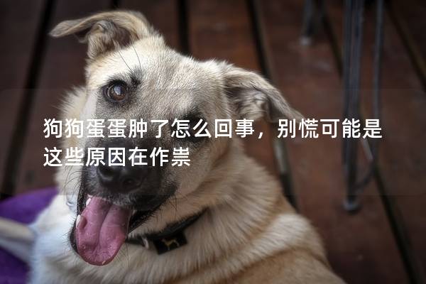 狗狗蛋蛋肿了怎么回事,别慌可能是这些原因在作祟 狗狗蛋蛋肿了怎么回事,别慌可能是这些原因在作祟