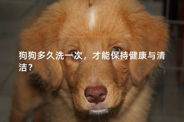 狗狗多久洗一次,才能保持健康与清洁? 狗狗多久洗一次,才能保持健康与清洁?