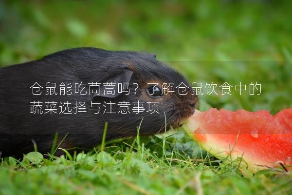 仓鼠能吃茼蒿吗？了解仓鼠饮食中的蔬菜选择与注意事项