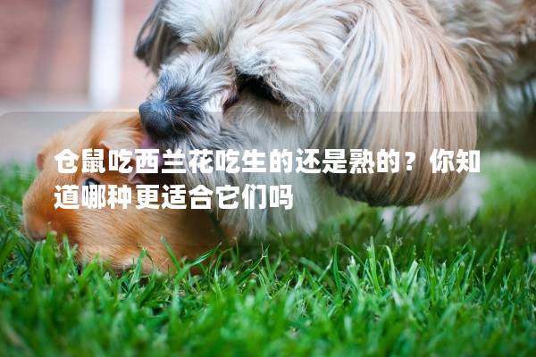 仓鼠吃西兰花吃生的还是熟的？你知道哪种更适合它们吗