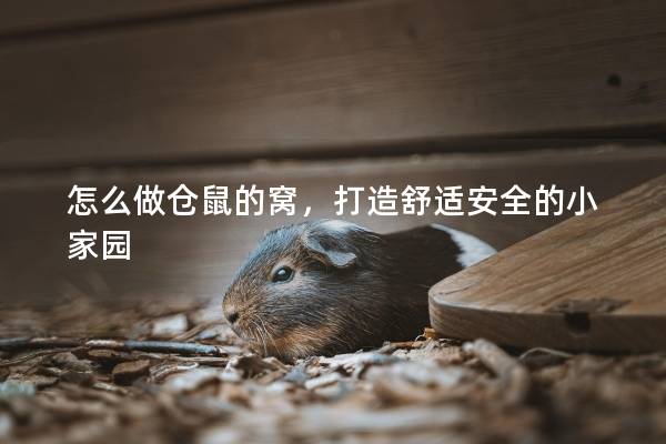 怎么做仓鼠的窝，打造舒适安全的小家园