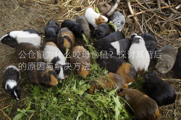 公仓鼠为什么咬母仓鼠？探讨其背后的原因与解决方法