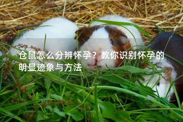 仓鼠怎么分辨怀孕？教你识别怀孕的明显迹象与方法