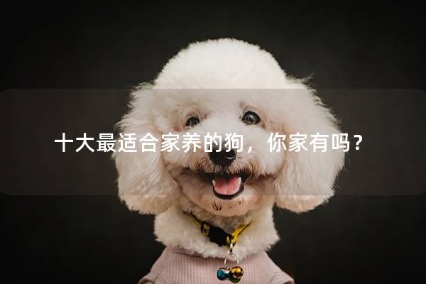 十大最适合家养的狗,你家有吗? 十大最适合家养的狗,你家有吗?