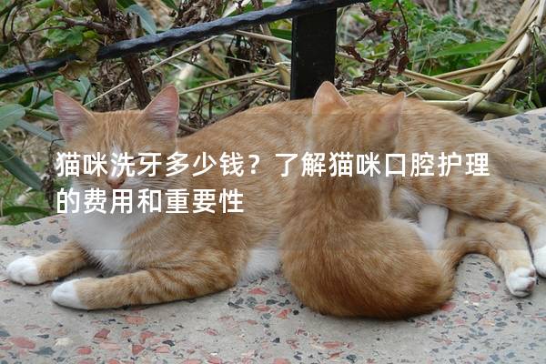 猫咪洗牙多少钱？了解猫咪口腔护理的费用和重要性