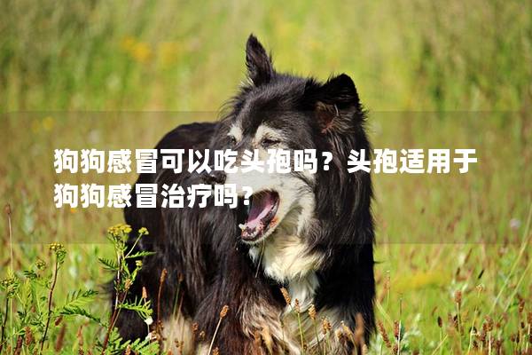 狗狗感冒可以吃头孢吗？头孢适用于狗狗感冒治疗吗？