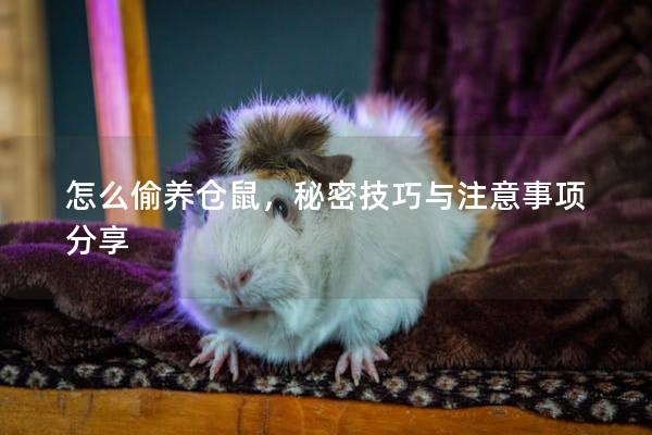 怎么偷养仓鼠,秘密技巧与注意事项分享 怎么偷养仓鼠,秘密技巧与注意事项分享