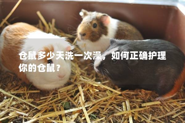 仓鼠多少天洗一次澡，如何正确护理你的仓鼠？