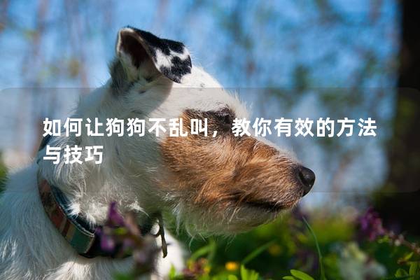如何让狗狗不乱叫，教你有效的方法与技巧
