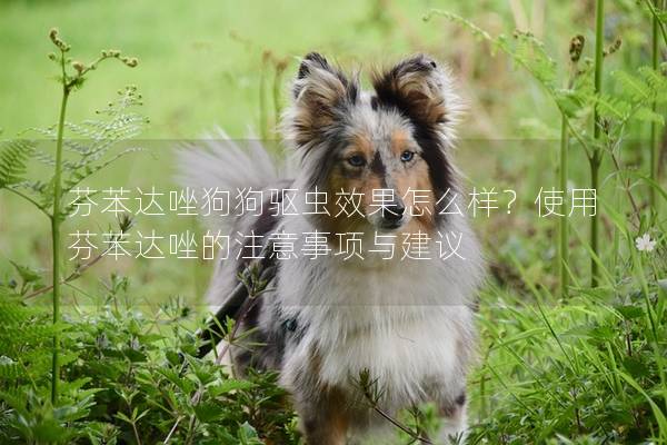 芬苯达唑狗狗驱虫效果怎么样？使用芬苯达唑的注意事项与建议