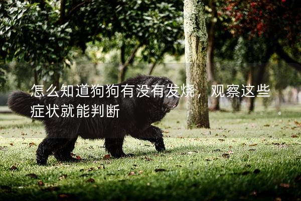 怎么知道狗狗有没有发烧,观察这些症状就能判断 怎么知道狗狗有没有发烧,观察这些症状就能判断