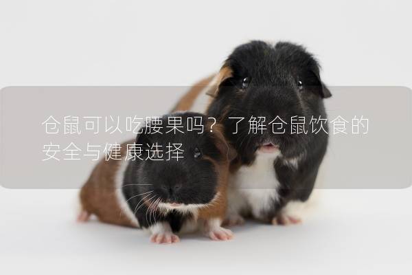 仓鼠可以吃腰果吗？了解仓鼠饮食的安全与健康选择