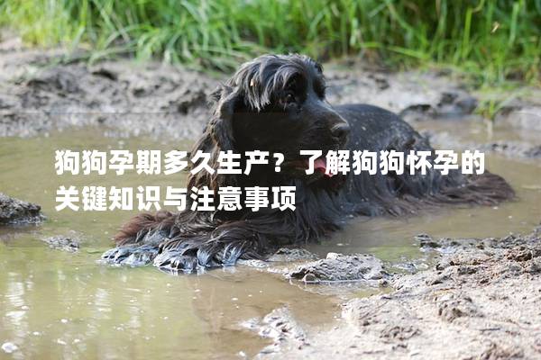 狗狗孕期多久生产?了解狗狗怀孕的关键知识与注意事项 狗狗孕期多久生产?了解狗狗怀孕的关键知识与注意事项