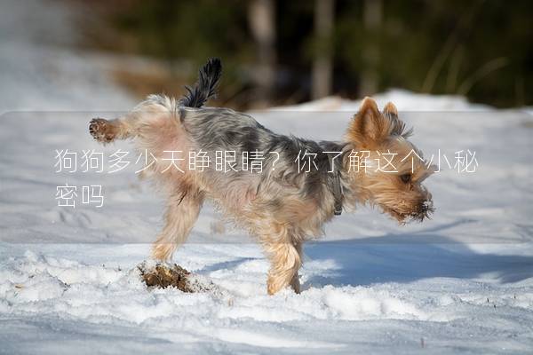 狗狗多少天睁眼睛？你了解这个小秘密吗