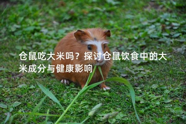 仓鼠吃大米吗?探讨仓鼠饮食中的大米成分与健康影响 仓鼠吃大米吗?探讨仓鼠饮食中的大米成分与健康影响