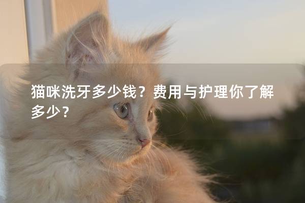 猫咪洗牙多少钱？费用与护理你了解多少？