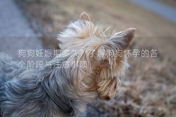 狗狗妊娠期多久？了解狗狗怀孕的各个阶段与注意事项