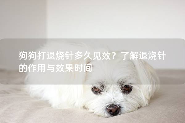 狗狗打退烧针多久见效？了解退烧针的作用与效果时间