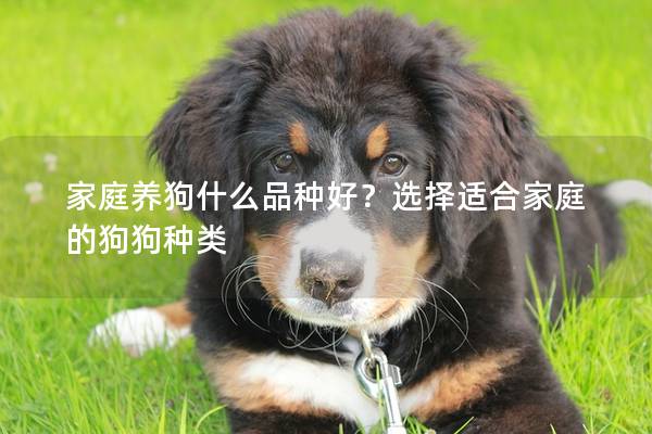 家庭养狗什么品种好?选择适合家庭的狗狗种类 家庭养狗什么品种好?选择适合家庭的狗狗种类