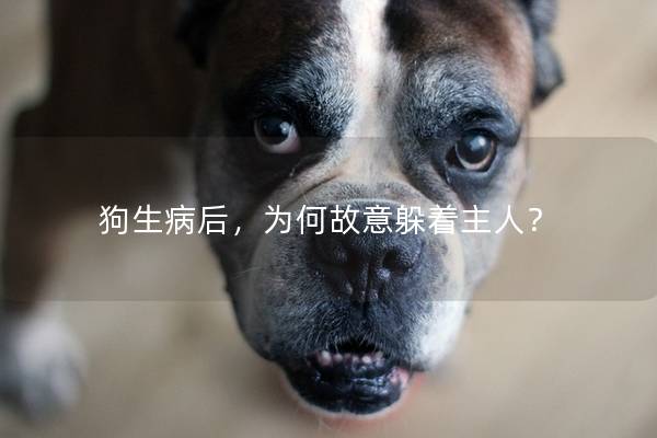 狗生病后，为何故意躲着主人？