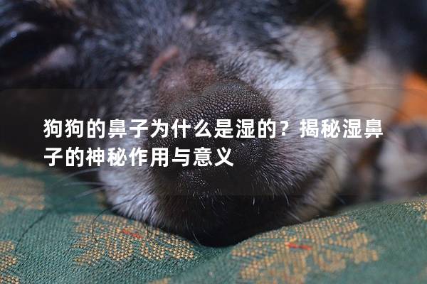 狗狗的鼻子为什么是湿的？揭秘湿鼻子的神秘作用与意义