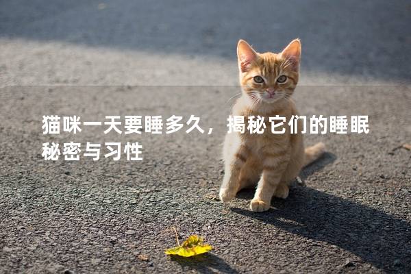 猫咪一天要睡多久，揭秘它们的睡眠秘密与习性