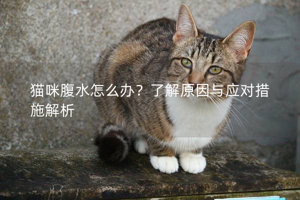 猫咪腹水怎么办？了解原因与应对措施解析