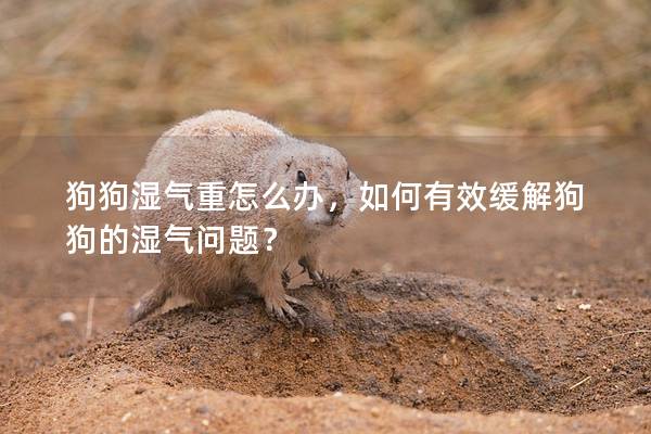 狗狗湿气重怎么办，如何有效缓解狗狗的湿气问题？