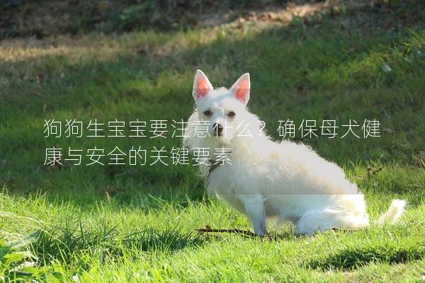 狗狗生宝宝要注意什么？确保母犬健康与安全的关键要素