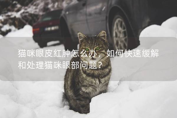 猫咪眼皮红肿怎么办，如何快速缓解和处理猫咪眼部问题？
