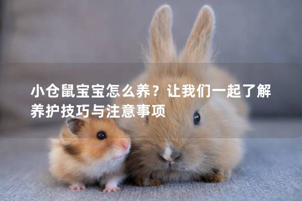 小仓鼠宝宝怎么养？让我们一起了解养护技巧与注意事项