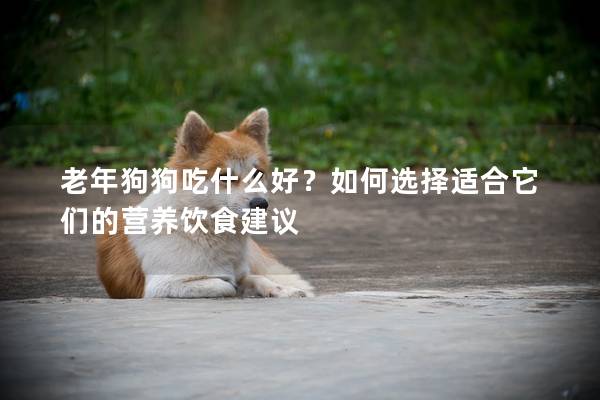 老年狗狗吃什么好？如何选择适合它们的营养饮食建议