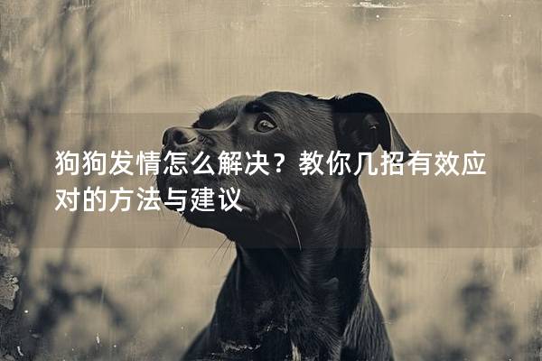 狗狗发情怎么解决？教你几招有效应对的方法与建议