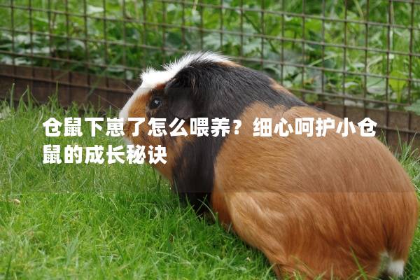 仓鼠下崽了怎么喂养?细心呵护小仓鼠的成长秘诀 仓鼠下崽了怎么喂养?细心呵护小仓鼠的成长秘诀