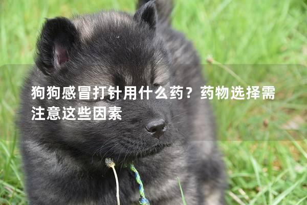 狗狗感冒打针用什么药？药物选择需注意这些因素