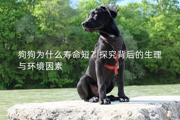 狗狗为什么寿命短?探究背后的生理与环境因素 狗狗为什么寿命短?探究背后的生理与环境因素