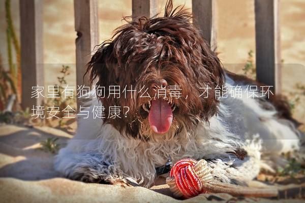 家里有狗狗用什么消毒，才能确保环境安全与健康？